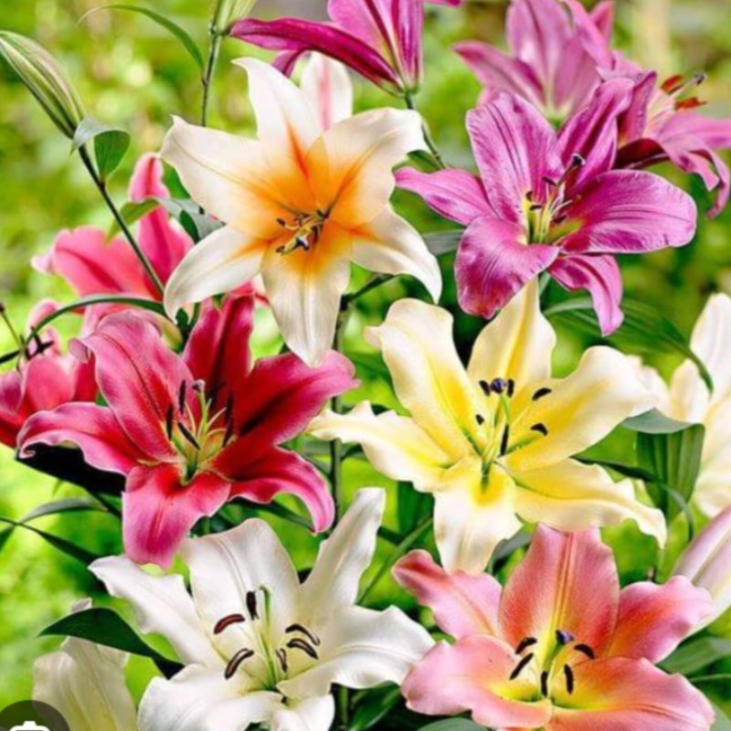 Oriyntel Lily